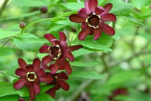 2025-06169042 Acton Arboretum, MA